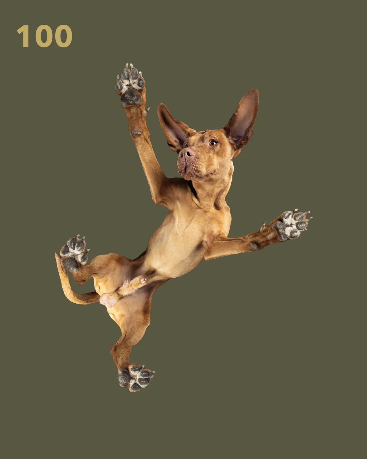 Keki