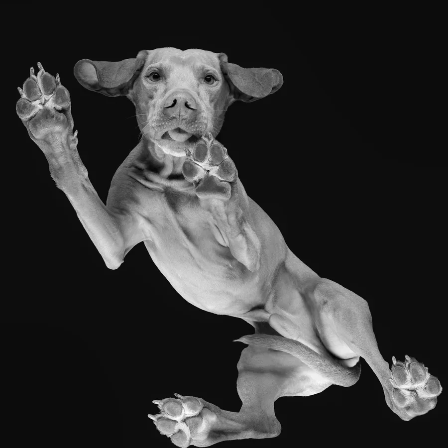 Fekete-fehér háttérszín — PetPose Studio