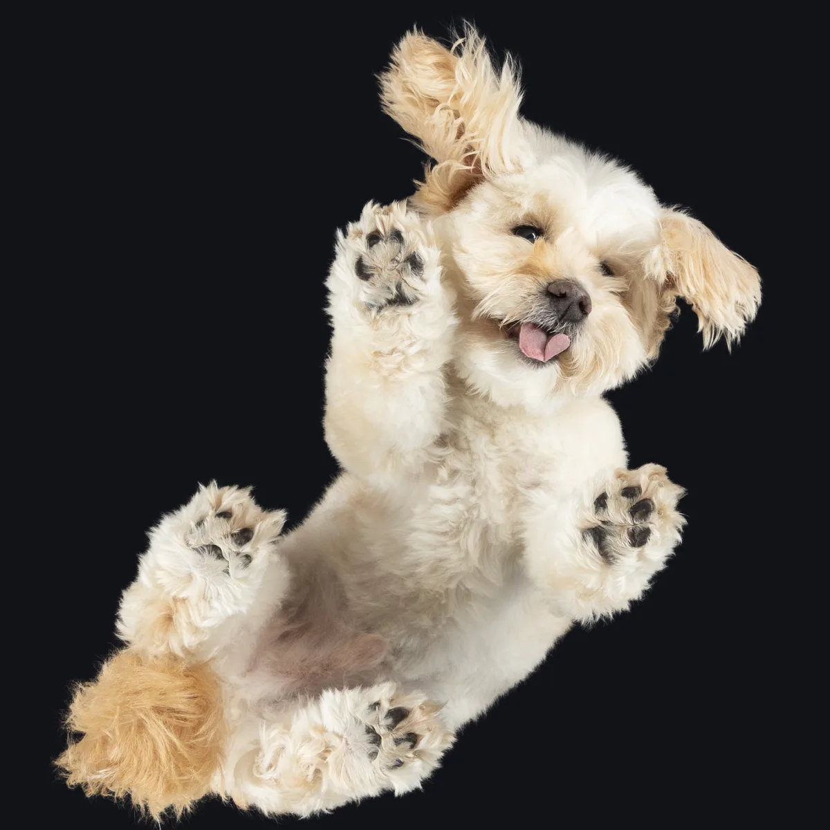 Alulnézetes kisállat fotó üveglapon át — PetPose Studio, Budapest