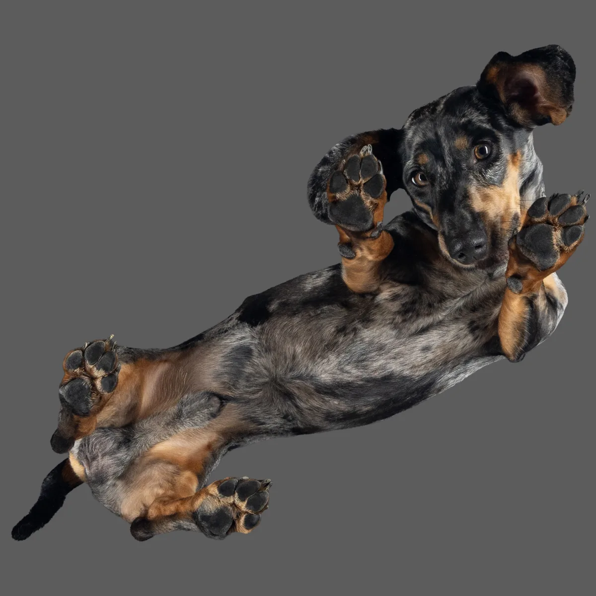 Alulnézetes kisállat fotó üveglapon át — PetPose Studio, Budapest