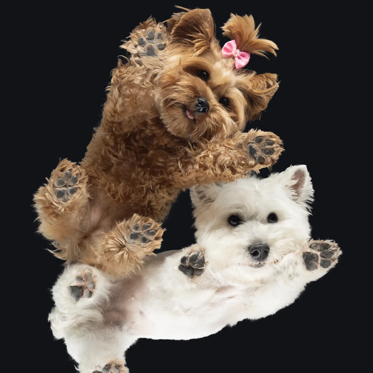 Alulnézetes kisállat fotó üveglapon át — PetPose Studio, Budapest