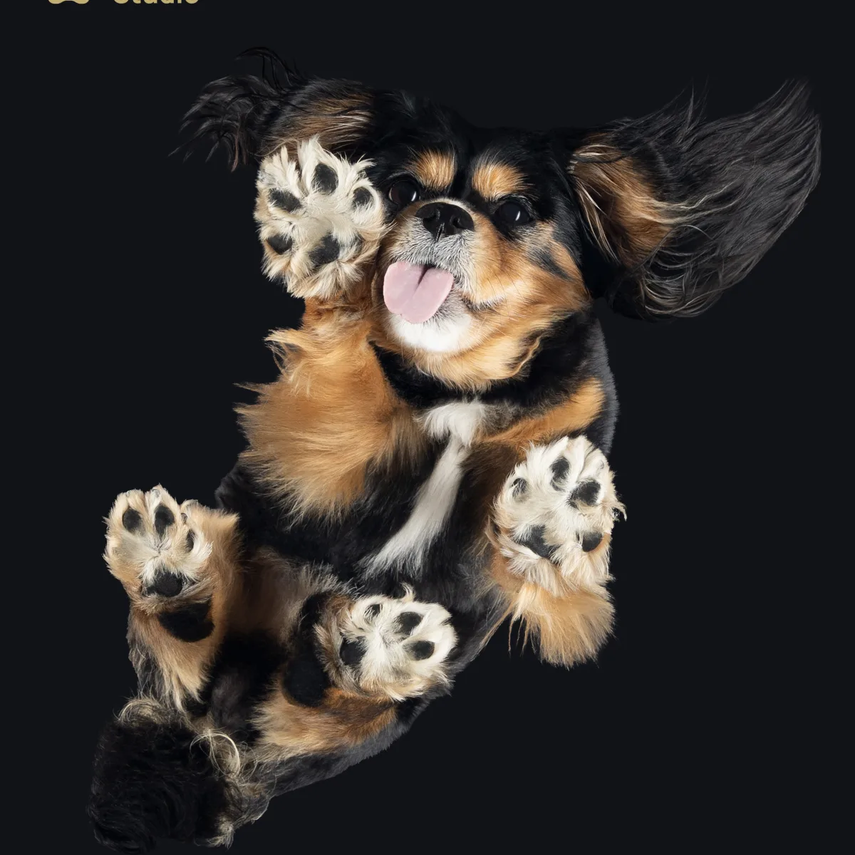 Cavalier King Charles spániel alulnézetes kutyafotózáson, játékos pózban, felemelt tappancsokkal