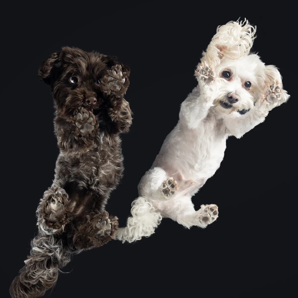 Alulnézetes kisállat fotó üveglapon át — PetPose Studio, Budapest