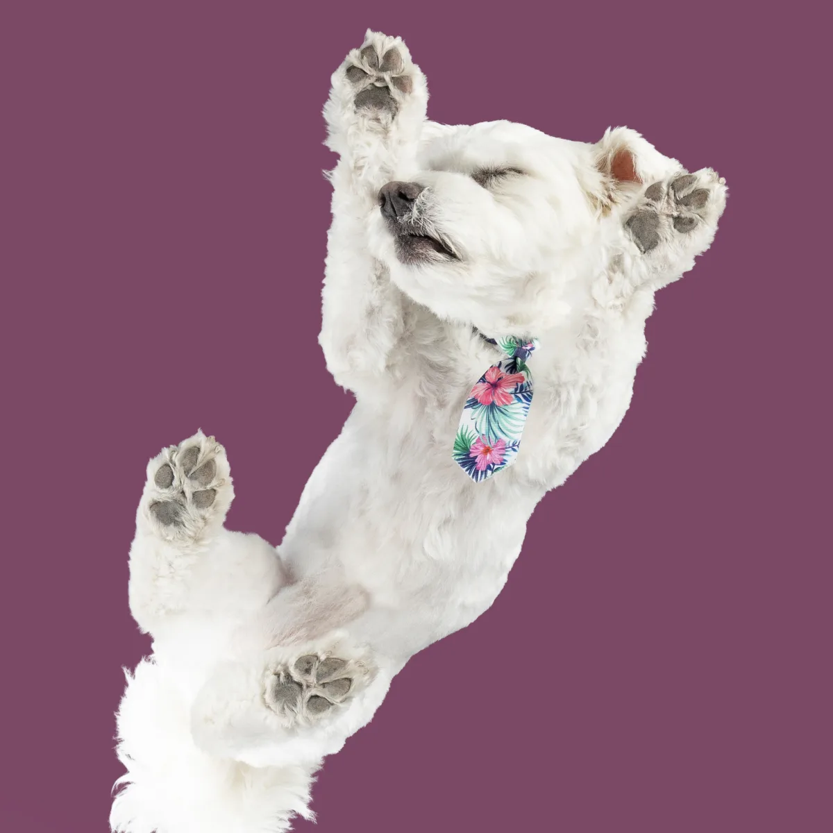 Alulnézetes kisállat fotó üveglapon át — PetPose Studio, Budapest