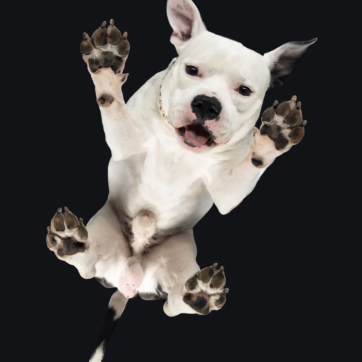 Alulnézetes kisállat fotó üveglapon át — PetPose Studio, Budapest