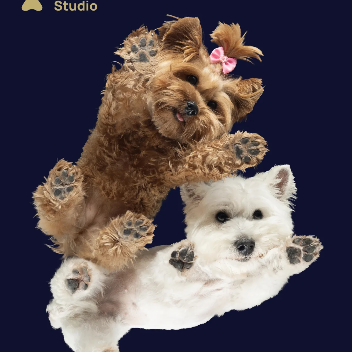 Yorkshire terrier és West Highland White Terrier közös kutyafotózása – PetPose Studio