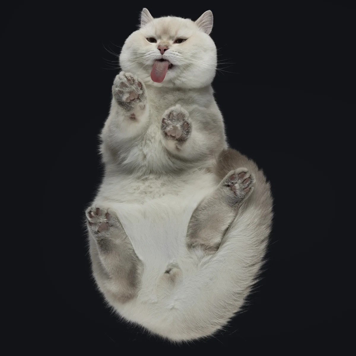 Alulnézetes kisállat fotó üveglapon át — PetPose Studio, Budapest