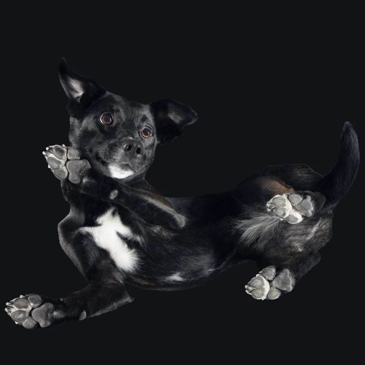 Pitbull fotózás – három lábbal is teljes élet ❤️🐾