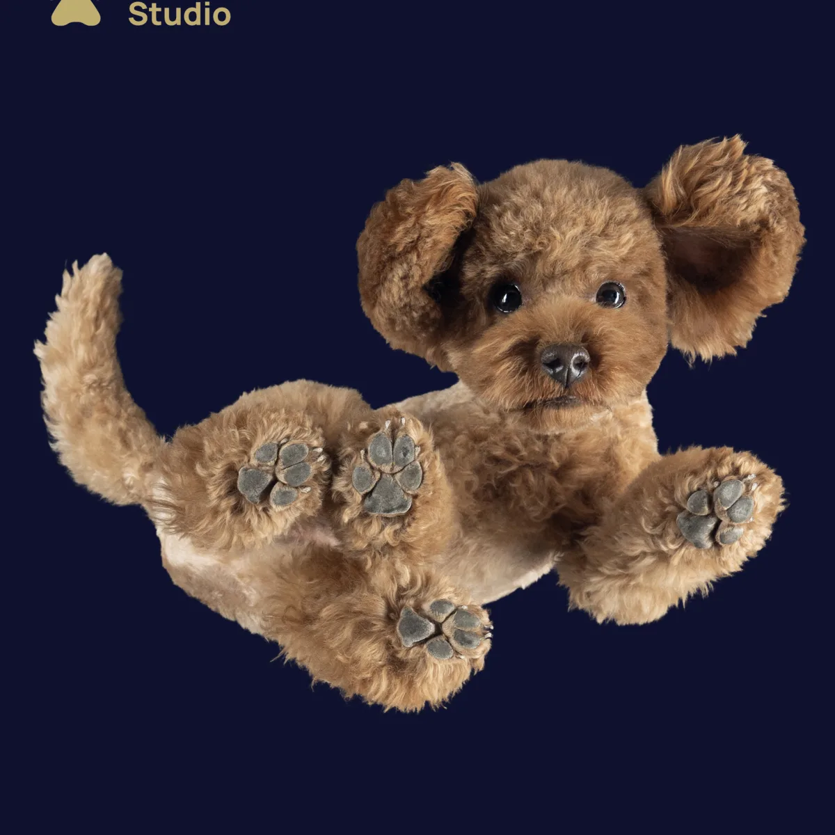 Uszkár különleges alulnézetes fotója – PetPose Studio