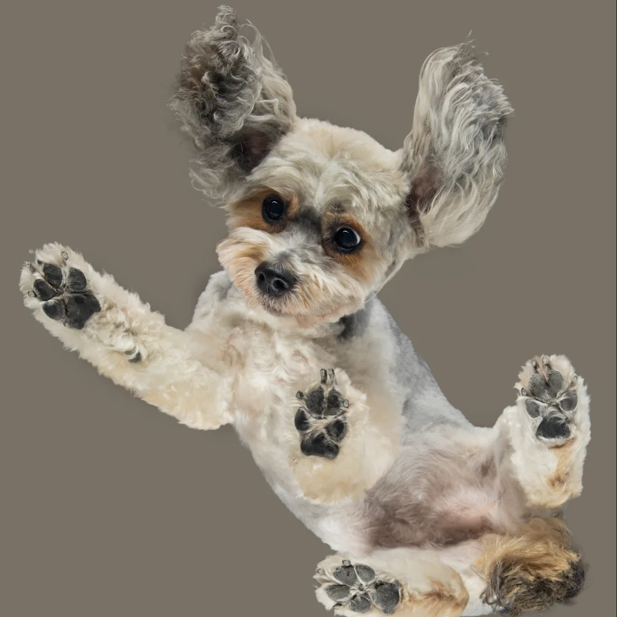 Alulnézetes kisállat fotó üveglapon át — PetPose Studio, Budapest