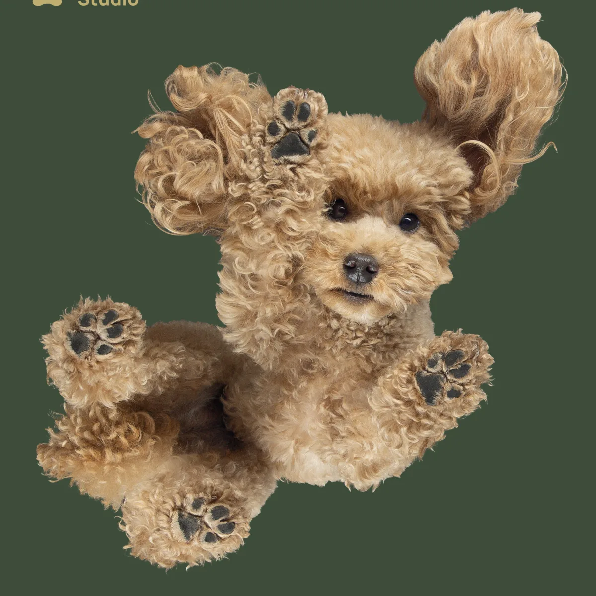 Toy uszkár alulnézetes kutyafotózás – PetPose Studio