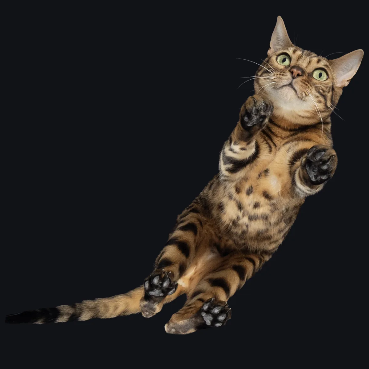 Alulnézetes kisállat fotó üveglapon át — PetPose Studio, Budapest