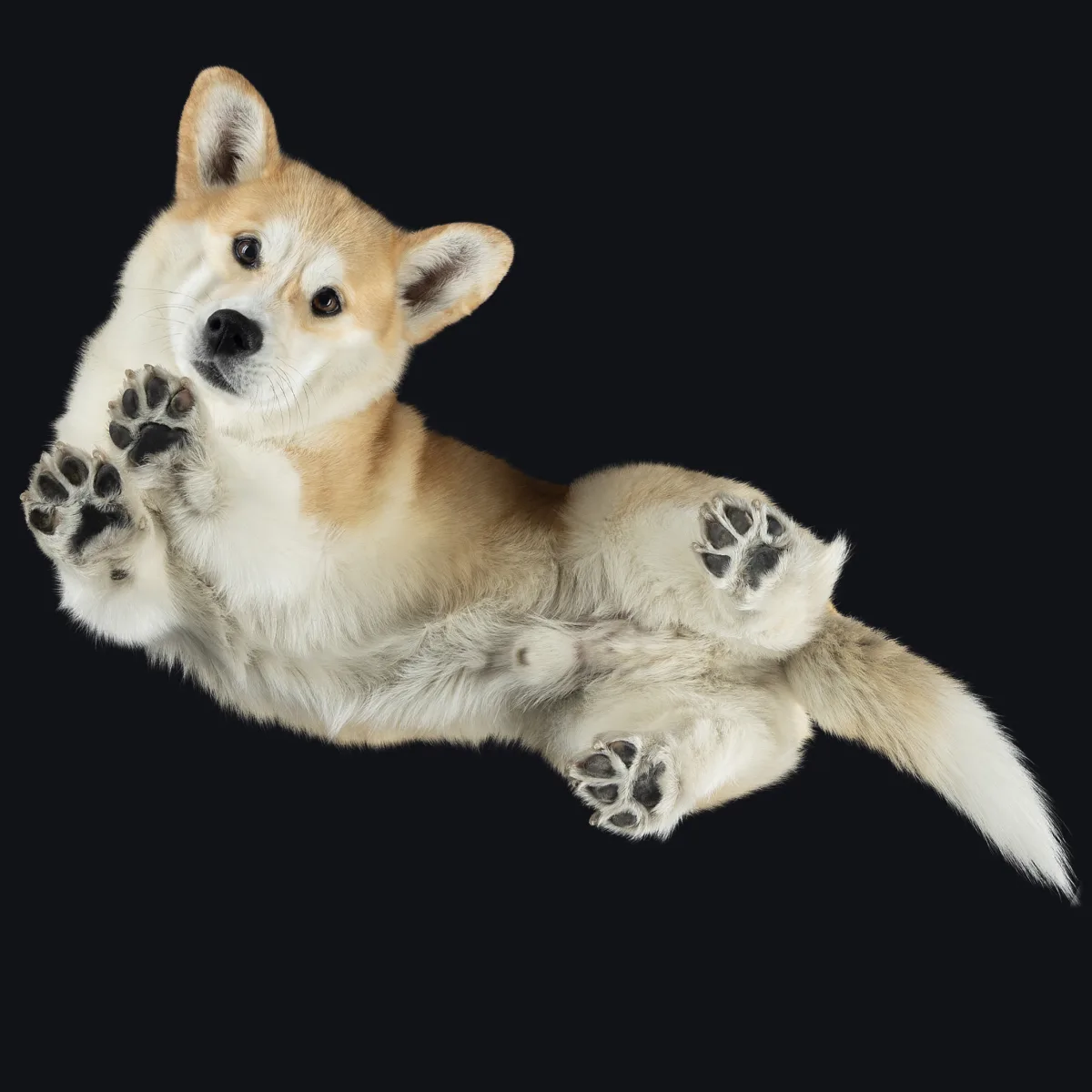 Alulnézetes kisállat fotó üveglapon át — PetPose Studio, Budapest