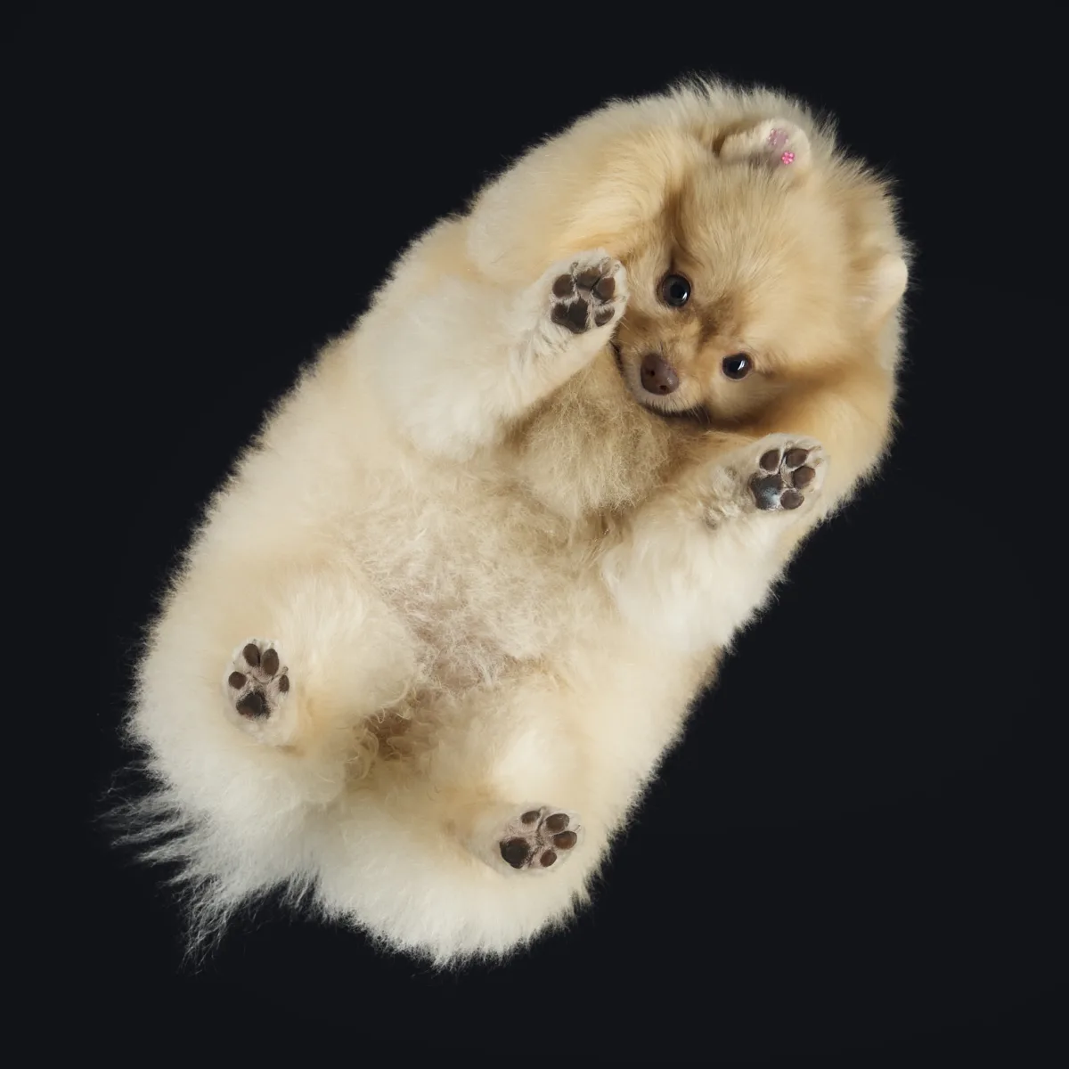 Alulnézetes kisállat fotó üveglapon át — PetPose Studio, Budapest