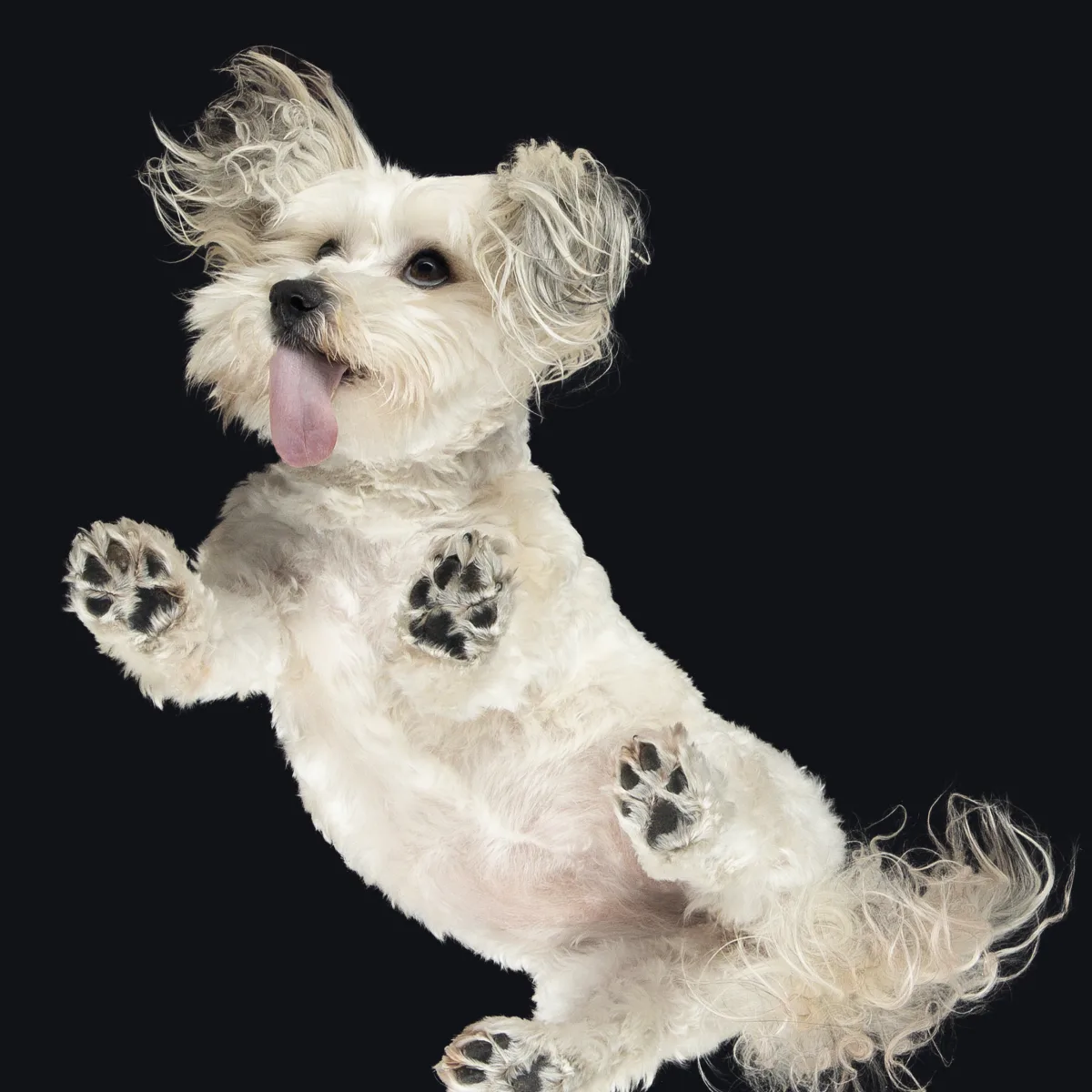 Havanese (havannai pincs) kutyafotózás