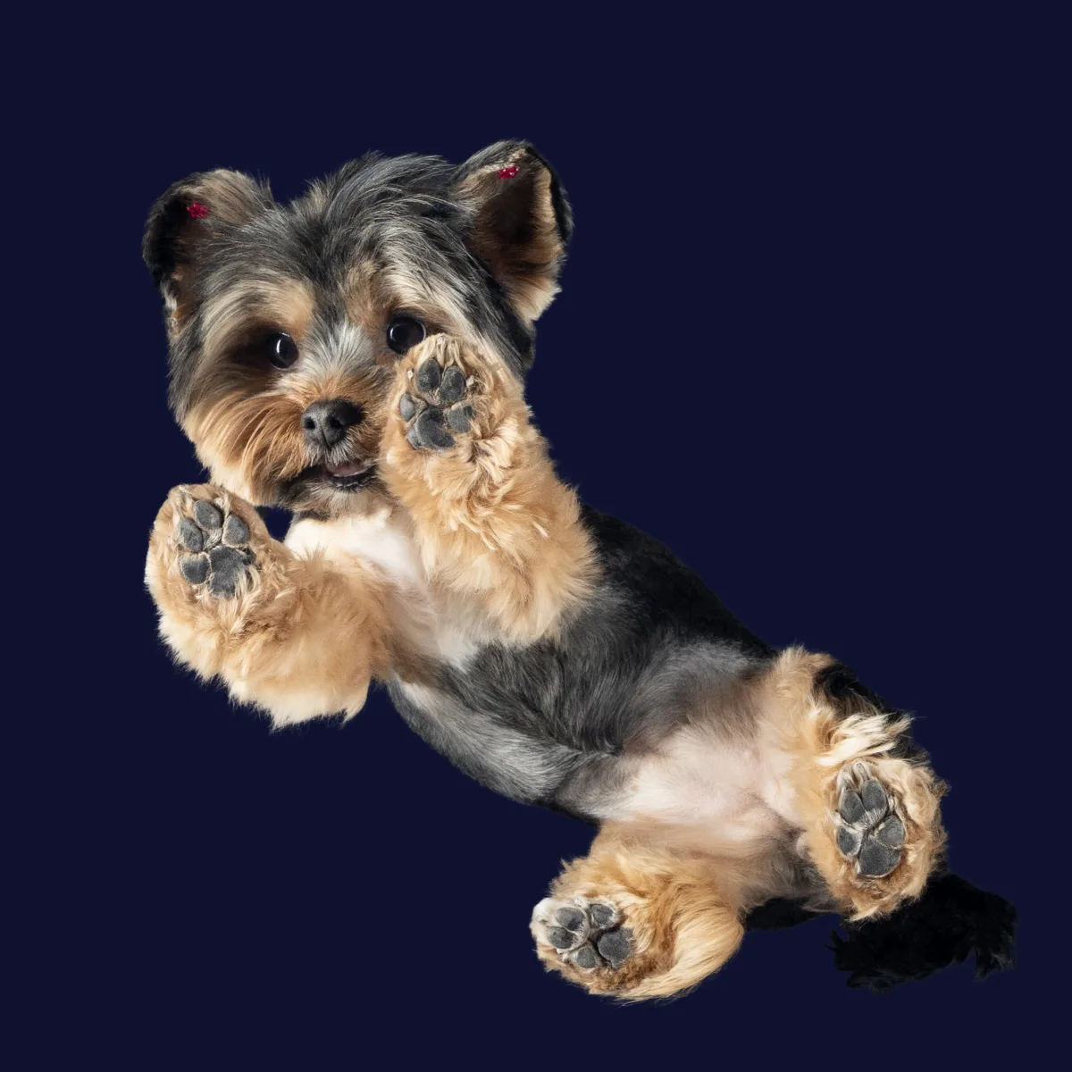 Yorkshire terrier kutyafotózás