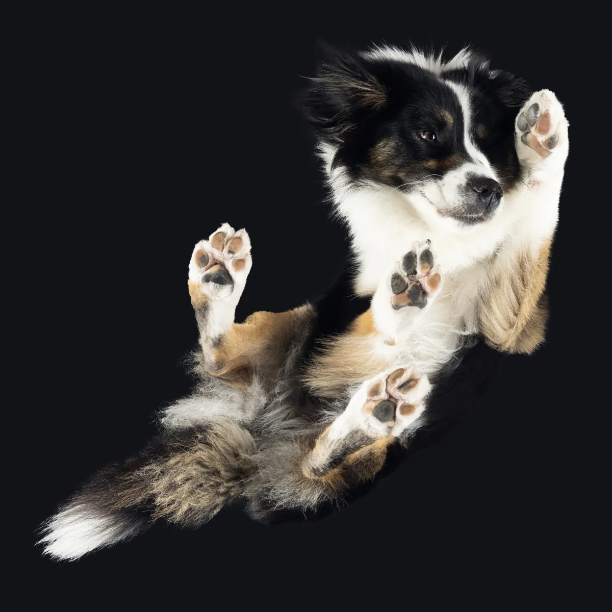 Alulnézetes kisállat fotó üveglapon át — PetPose Studio, Budapest
